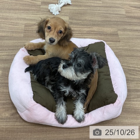 ミニチュア・ダックスフンドの写真