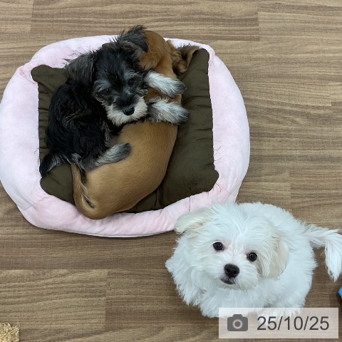 ミニチュア・ダックスフンドの写真