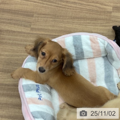 ミニチュア・ダックスフンドの写真