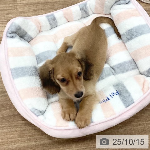 ミニチュア・ダックスフンドの写真