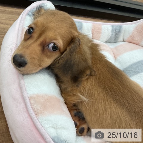 ミニチュア・ダックスフンドの写真