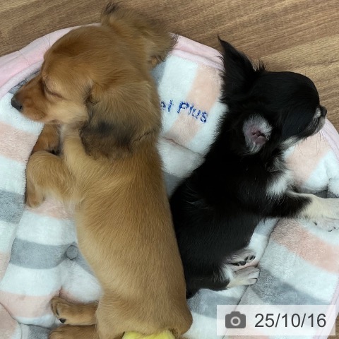 ミニチュア・ダックスフンドの写真