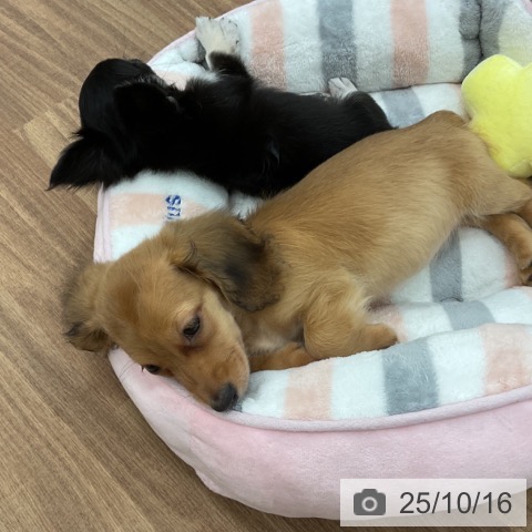 ミニチュア・ダックスフンドの写真