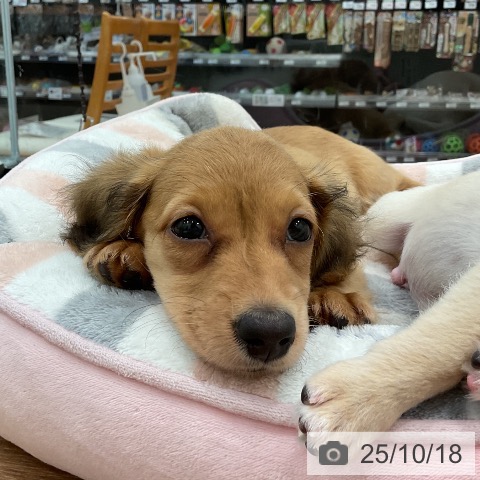 ミニチュア・ダックスフンドの写真