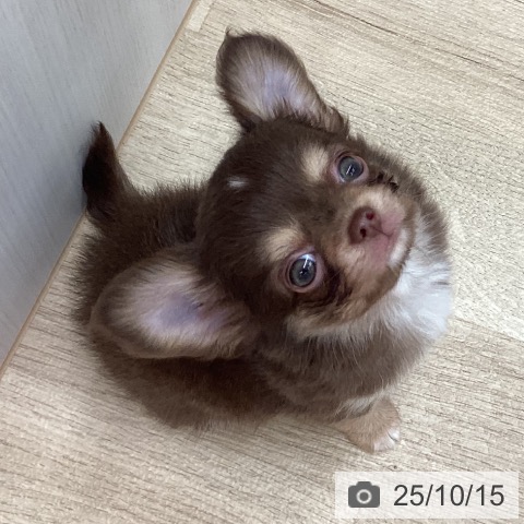 チワワの写真