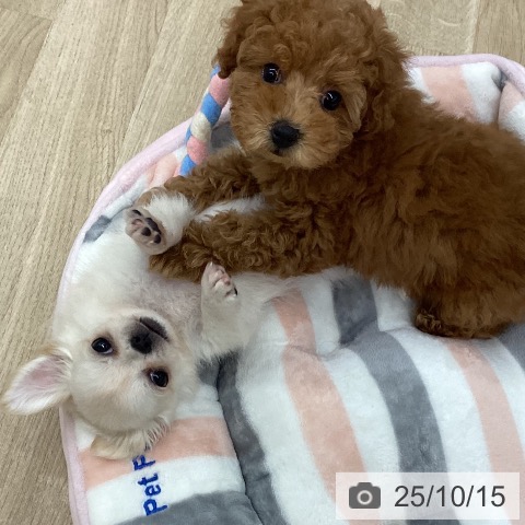 チワワの写真