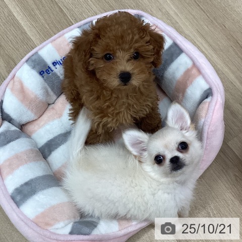 新潟県のチワワ(ロング) (ペットプラス 新潟青山店/2025年8月13日生まれ/男の子/クリームホワイト)の子犬の4枚目の画像