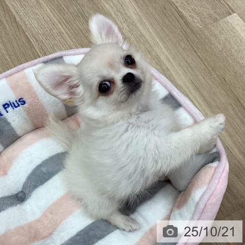 新潟県のチワワ(ロング) (ペットプラス 新潟青山店/2025年8月13日生まれ/男の子/クリームホワイト)の子犬の3枚目の画像