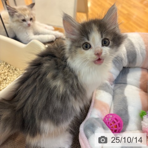 ノルウェージャンフォレストキャットの写真