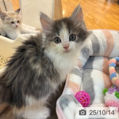 ノルウェージャンフォレストキャットの写真