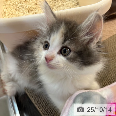 ノルウェージャンフォレストキャットの写真
