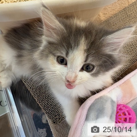 ノルウェージャンフォレストキャットの写真