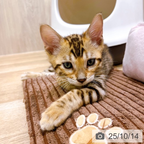 ベンガルの写真
