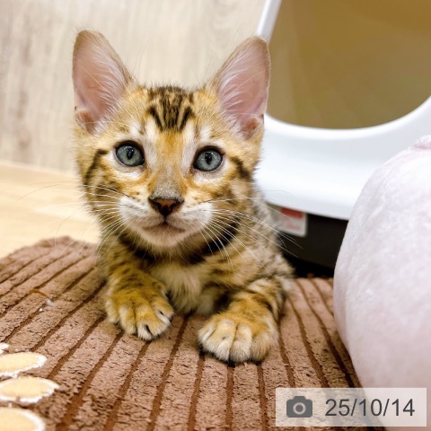 ベンガルの写真