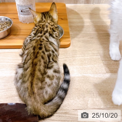 ベンガルの写真