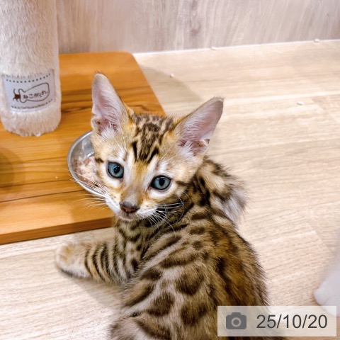 ベンガルの写真