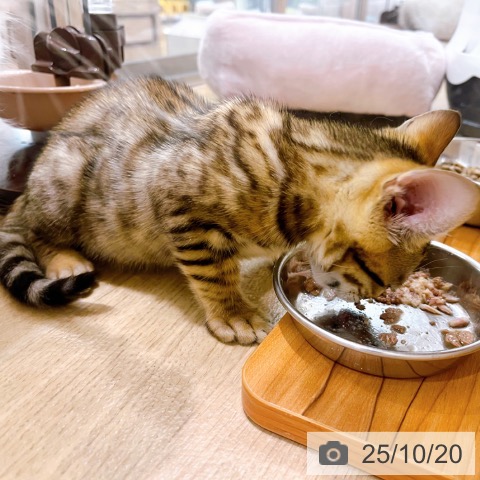 ベンガルの写真