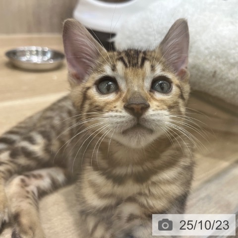 ベンガルの写真