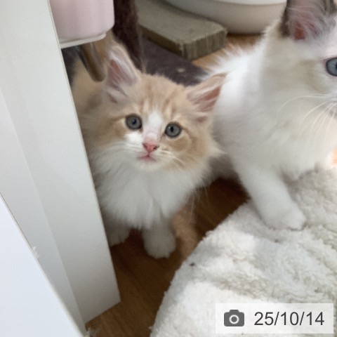 ノルウェージャンフォレストキャットの写真