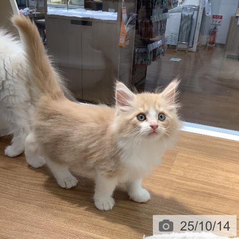 ノルウェージャンフォレストキャットの写真