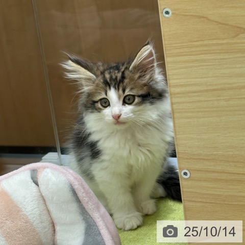 ノルウェージャンフォレストキャットの写真
