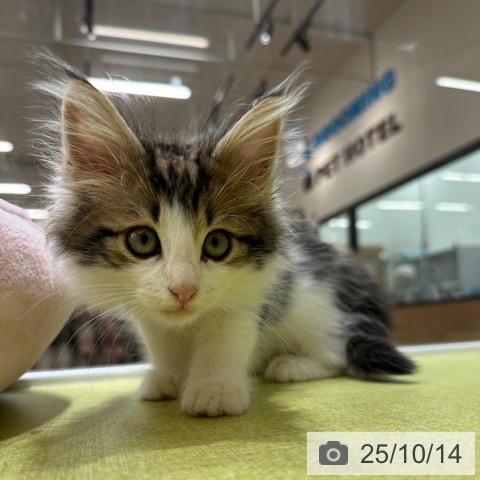 ノルウェージャンフォレストキャットの写真