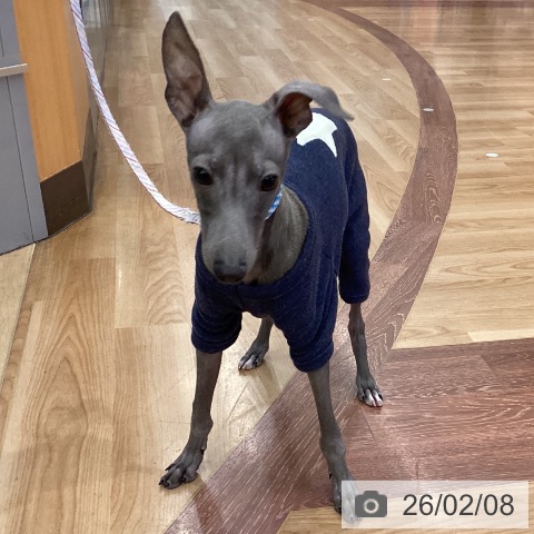 イタリアン・グレーハウンドの写真