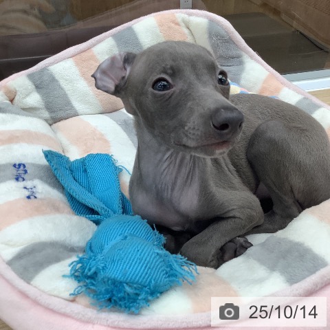 イタリアン・グレーハウンドの写真