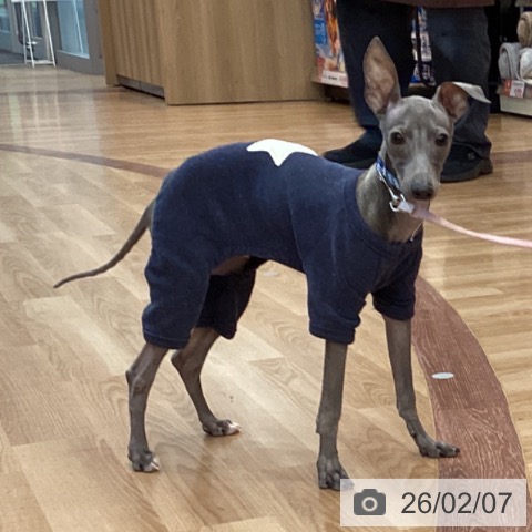 兵庫県のイタリアングレーハウンド (ペットプラス 姫路大津店/2025年8月12日生まれ/男の子/ブルーホワイト)の子犬の3枚目の画像