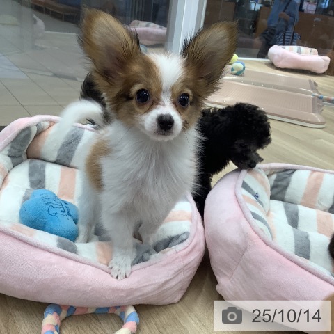 パピヨンの写真