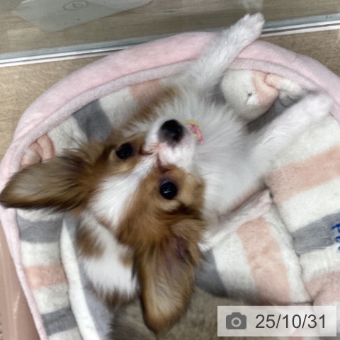 パピヨンの写真