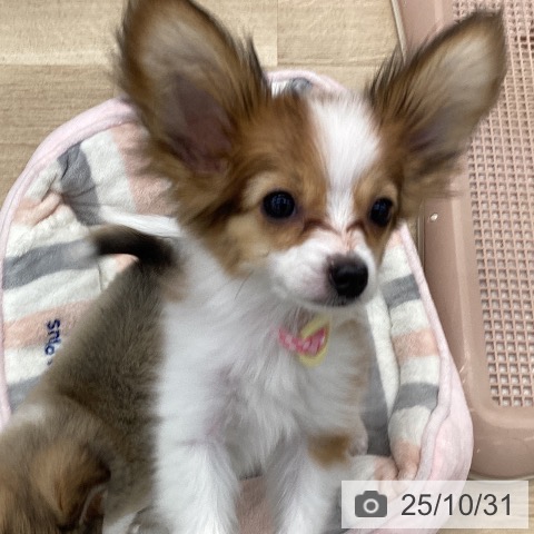 パピヨンの写真