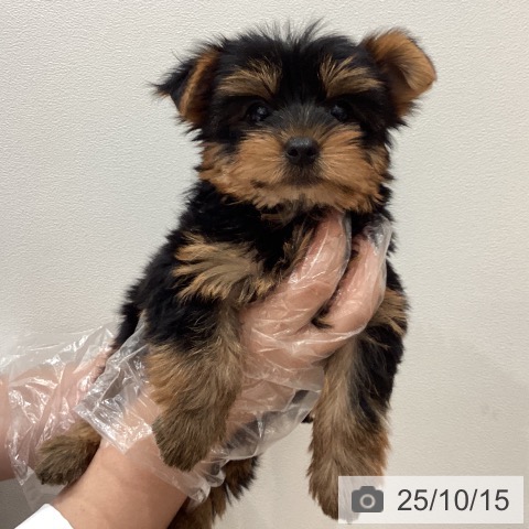 ヨークシャー・テリアの写真