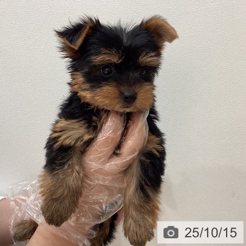 ヨークシャー・テリアの写真