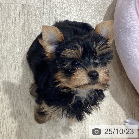 ヨークシャー・テリアの写真