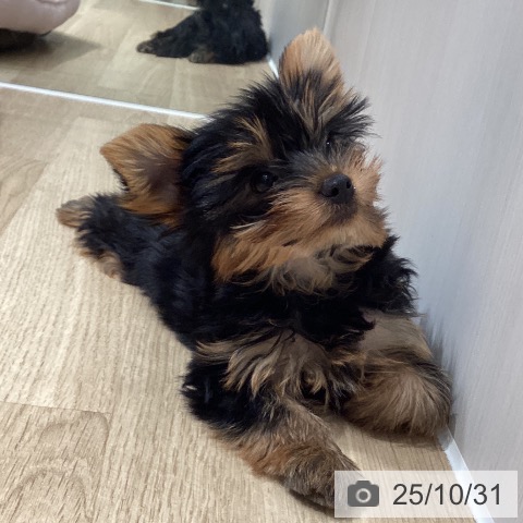 ヨークシャー・テリアの写真