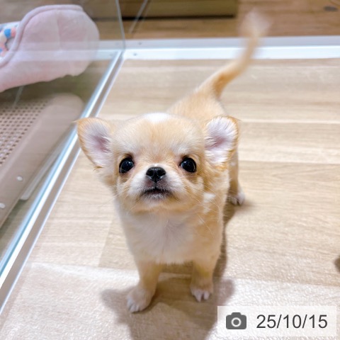 チワワの写真