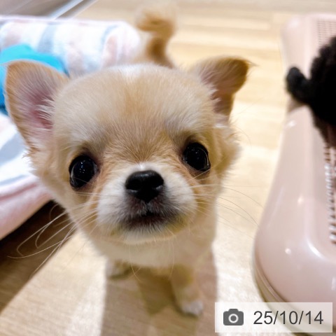 チワワの写真