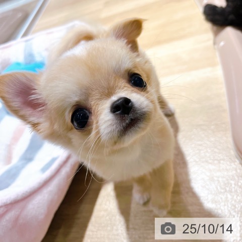 チワワの写真