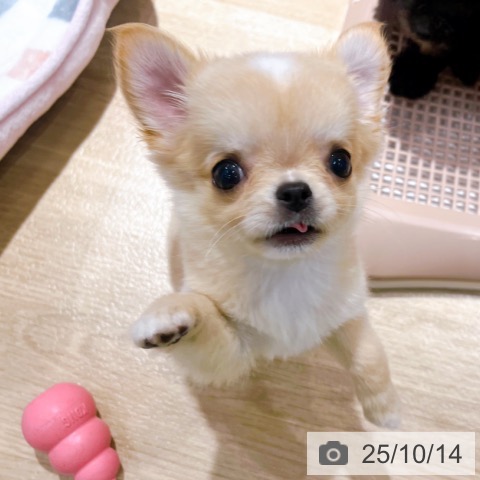 チワワの写真