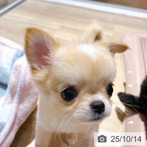 チワワの写真