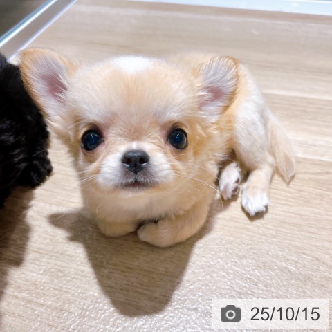 チワワの写真