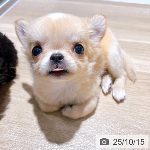 チワワの写真