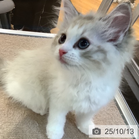 ラグドールの写真
