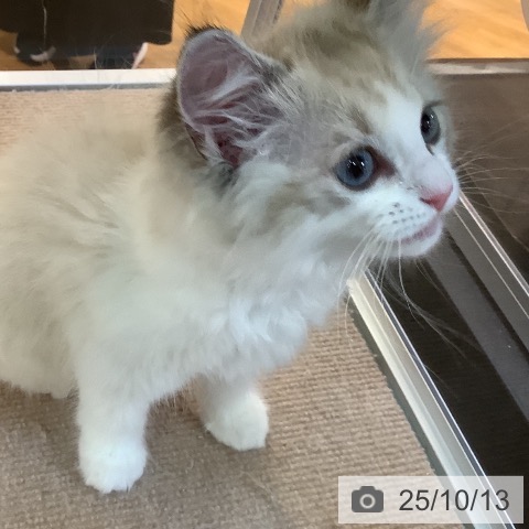 ラグドールの写真