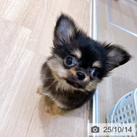 チワワの写真