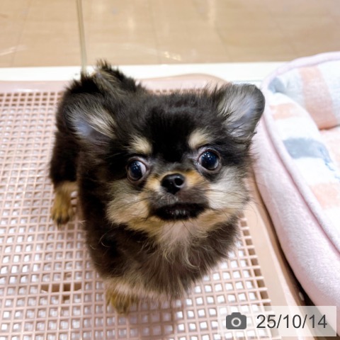 チワワの写真