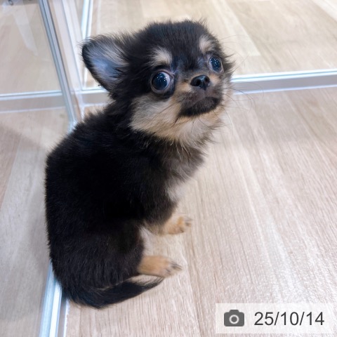 チワワの写真