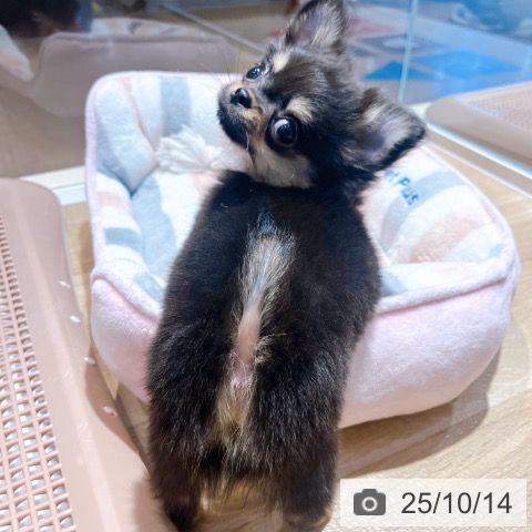 チワワの写真