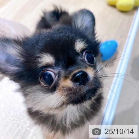 チワワの写真